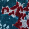 Anthozoa